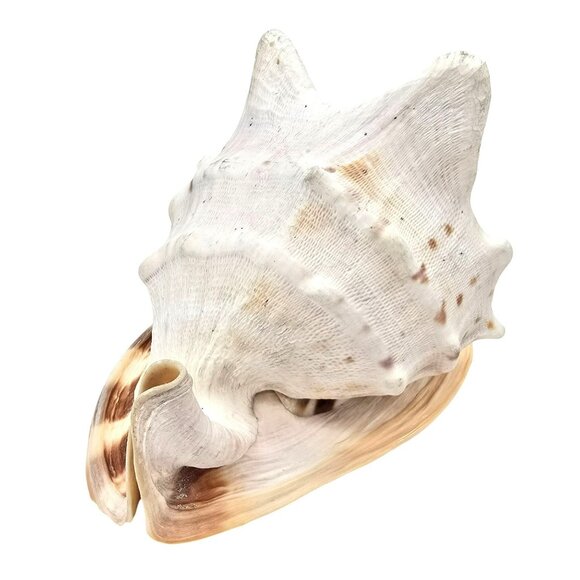 Decorative Natural Helmet Sea Shell Ornament For Home Decor Or Aquariums JE256 - Picture 9 of 10